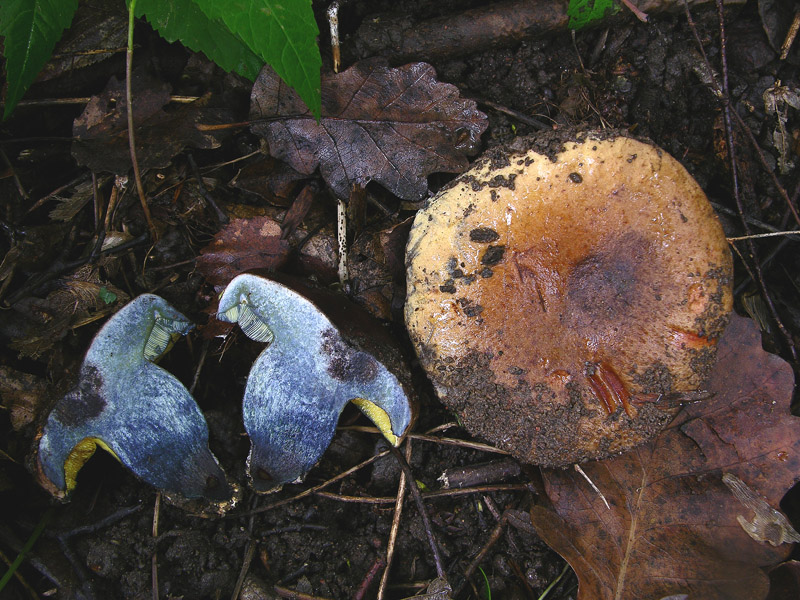 Risposte griglia 2 (marted� 29 maggio)